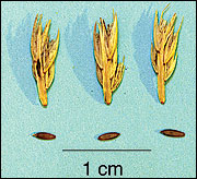 Sideoats grama seeds