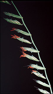 Seeds of sideoats grama are arranged along only one side of the stalk