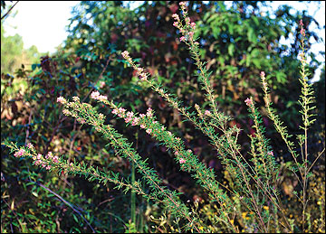 Slender lespedeza