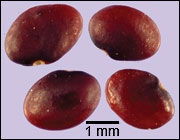 Seeds of slender lespedeza