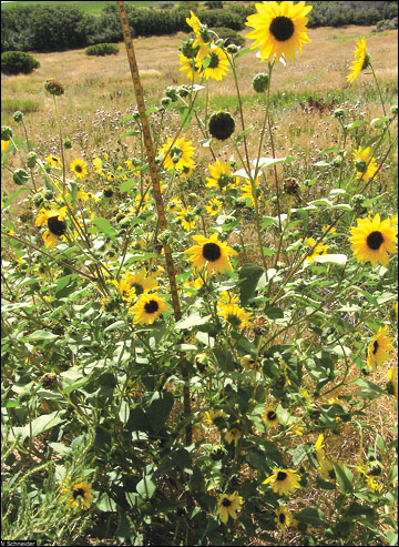 Wild sunflowers typically bear multiple flower heads