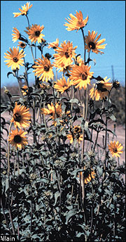 Sunflowers track the sun
