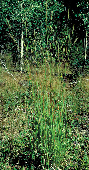 Timothy is a cool-season bunch grass