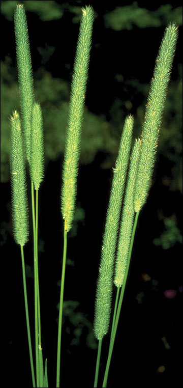 Timothy is among the best nonnative grasses for wildlife