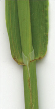 Timothy's ligule