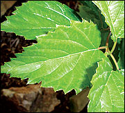 Viburnun leaves