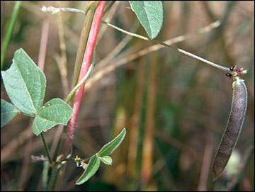 Wild bean pod