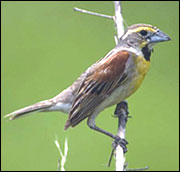 Dickcissels