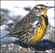 Meadowlarks