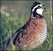 Bobwhite quail 
