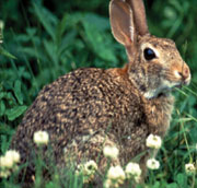 Cottontail rabbits