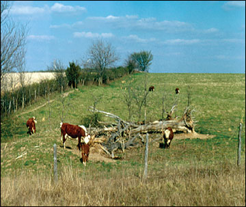 Overgrazing and monocultures of tall fescue