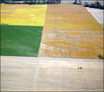 Large field sizes with a lack of plant diversity around field edges