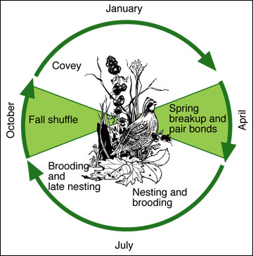 Annual cycle and major events in the life history of bobwhite quail