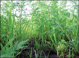 Ground-level brood cover