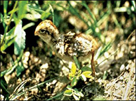 Ground-level brood cover