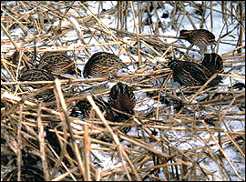 Habitats that provide sources of food