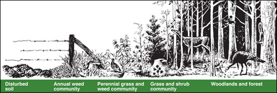 Ecological succession