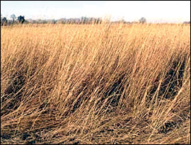 Unmanaged stands of warm-season grasses
