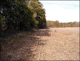 No transition zone or field border between crop field and woodland