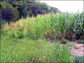 Rows of corn adjacent to mature trees do not typically produce a high yield