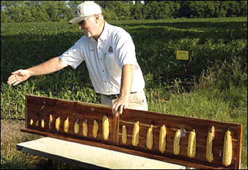 Yield increases in rows that are farther from the mature trees