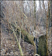 Some trees were hinge-cut and left to provide improved escape cover