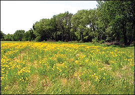 Increased plant diversity