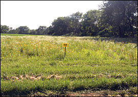 Increased plant diversity