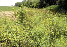 Ragweeds and partridge pea were also common in the field borders