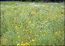 Ragweeds and partridge pea were also common in the field borders