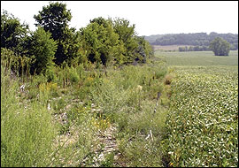 Important nesting and brood-rearing cover