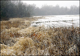 Cover for wildlife during heavy winter snows and ice storms