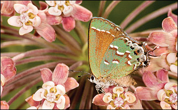 Juniper hairstreak