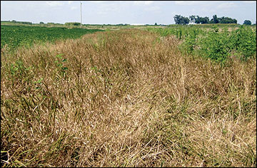 Grass waterways are planted to tall fescue