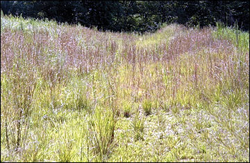 Wildlife benefits in grass waterway diversion channels