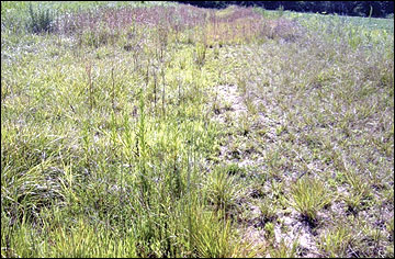 Grass waterways are planted to tall fescue