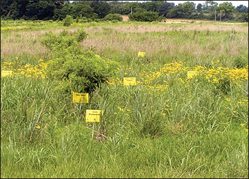 Quail cover bundles of native shrubs were established in strategic locations