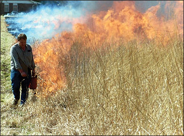 Prescribed fire was used to set back plant succession