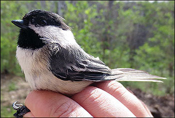 A variety of songbirds and other wildlife are attracted to habitats in urban and suburban areas