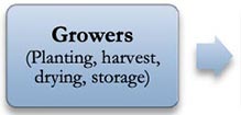 Growers (planting, harvest, drying, storage)