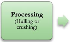Processing (hulling or crushing)