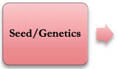 Seeds/Genetics