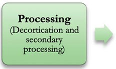 Processing (decortication and secondary processing)