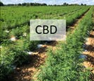 A long view of a field of CBD.