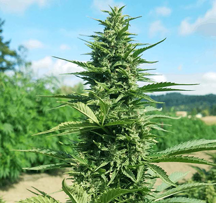 A hemp plant of the CBD variety.