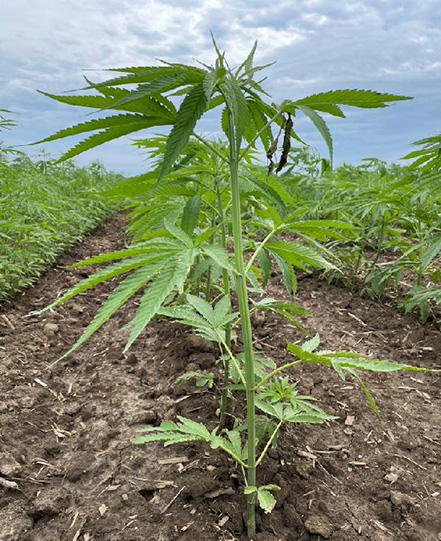 A hemp plant growing in soil.