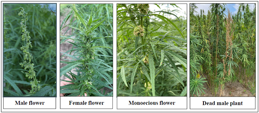 Male and female plants and flowers.