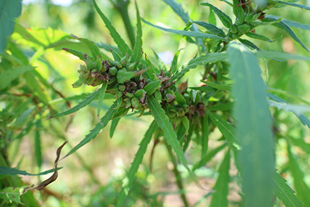 Closeup of a hemp plant with seeds on it.