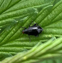 Red headed flea beetle on a leaf.
